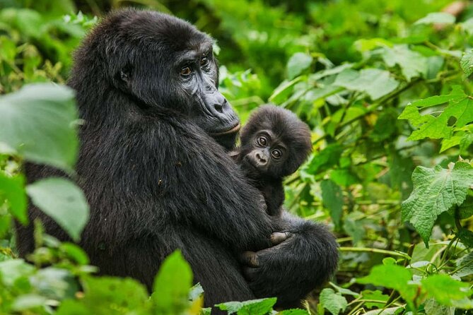 3 Days Gorilla trekking tour - Who will enjoy this trip most