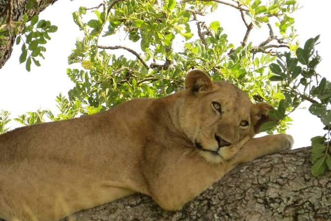 3 Days Group Safari To Queen Elizabeth Park In Uganda. - Leaving Kampala for Queen Elizabeth National Park