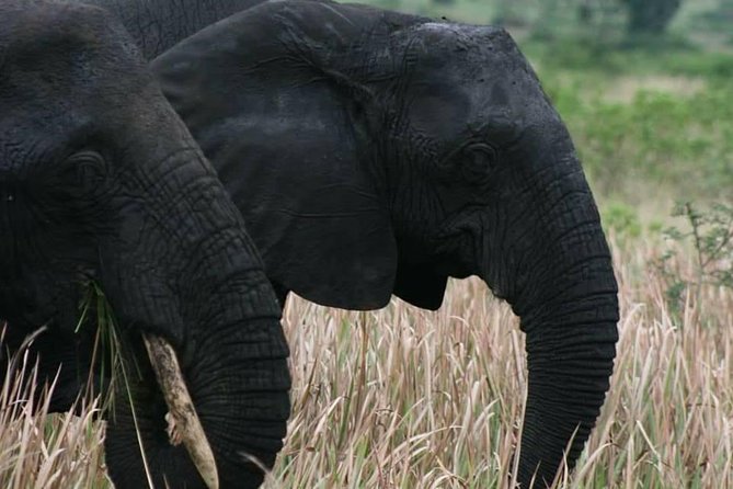 3 Days Group Safari To Queen Elizabeth Park In Uganda. - Comfort, pace, and group size