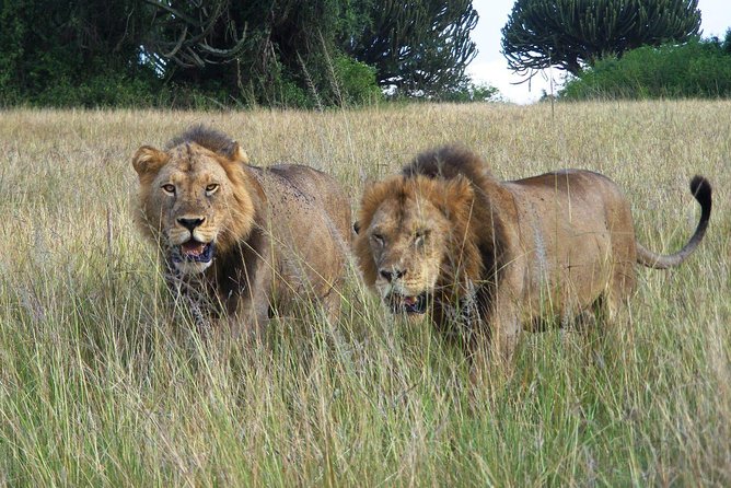 3 Days Group Safari To Queen Elizabeth Park In Uganda. - What the guiding adds
