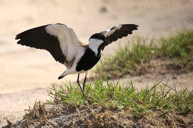 3 Days Group Safari To Queen Elizabeth Park In Uganda. - The first afternoon game drive near Mweya