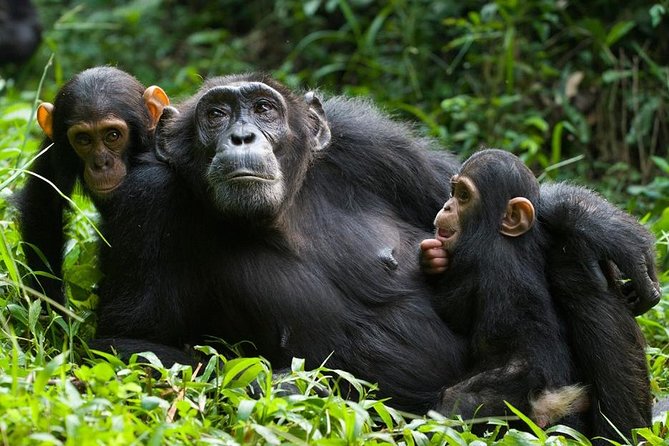 3 Days Kibale National Park Chimpanzee Tracking - At a glance: what this Uganda trip delivers
