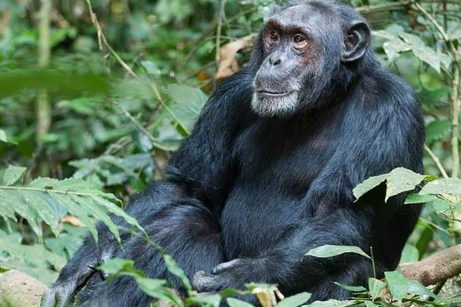 3 Days Lake Bunyonyi and Gorilla Trekking Tour in Uganda - The long return to Kampala or Entebbe