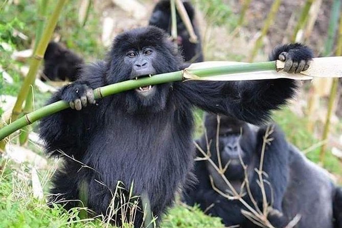 3 Days Lake Bunyonyi and Gorilla Trekking Tour in Uganda - A one-hour boat ride among Bunyonyi’s islands