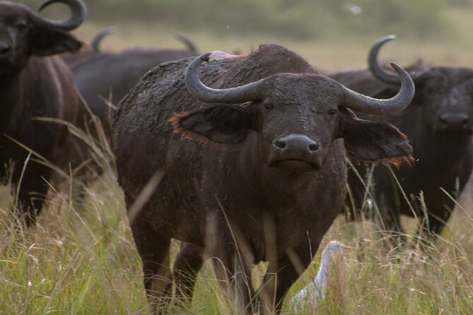 3 Days Murchison Falls Adventure Wildlife Safari Uganda Tour - Day three: the road back to Kampala and Entebbe