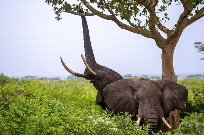 3 Days Murchison Falls Adventure Wildlife Safari Uganda Tour - Practical questions to settle before departure