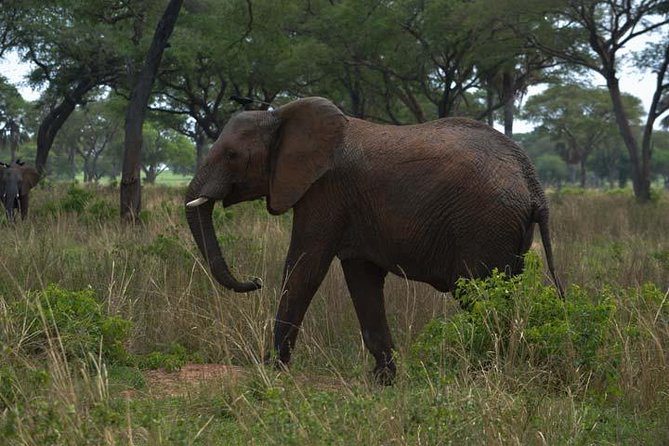3 days Murchison Falls, Boat cruise and wildlife game viewing - The Victoria Nile cruise to the base of the falls