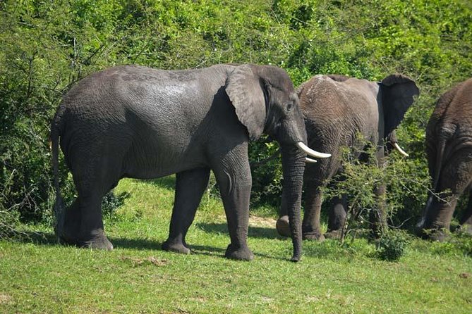 3 days Murchison Falls, Boat cruise and wildlife game viewing - The final morning and the road back to Kampala
