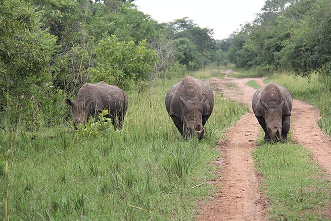 3 days Murchison Falls, Boat cruise and wildlife game viewing - Accommodation, meals, and what the $1,159 covers