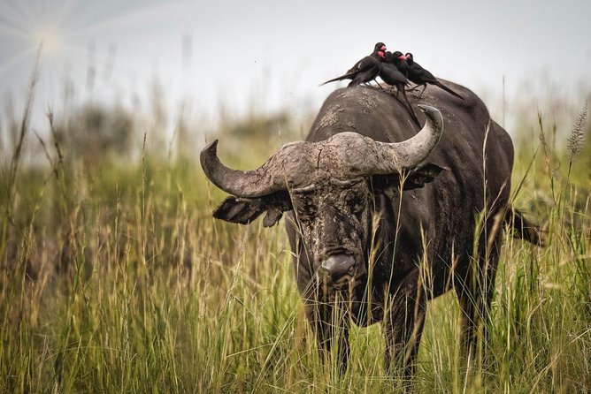 3 Days Murchison Falls Holiday Safari - Ziwa Rhino Sanctuary adds a different kind of wildlife encounter