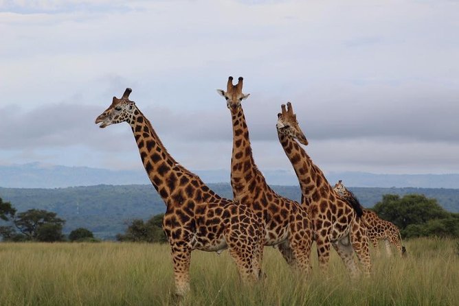 3 Days Murchison Falls Holiday Safari - Seeing Murchison Falls from the top