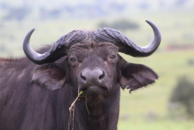3 Days Murchison Falls Holiday Safari - Optional chimpanzee tracking in Budongo Forest