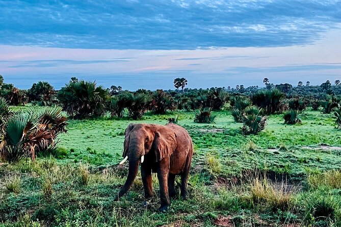 3 Days Murchison Falls National Park Safari & Rhino tracking - Practical points for the road and wildlife