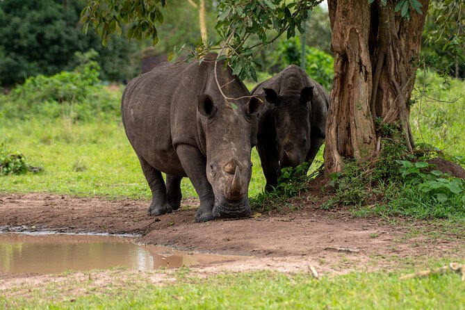 3 Days Murchison Falls National Park Safari & Rhino tracking - Entering Uganda’s largest national park