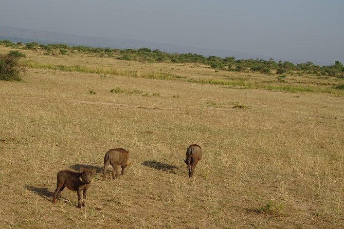 3 Days Murchison falls park Uganda - Game drives across Murchison Falls National Park