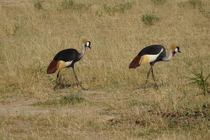 3 Days Murchison falls park Uganda - A Nile cruise with wildlife along the banks