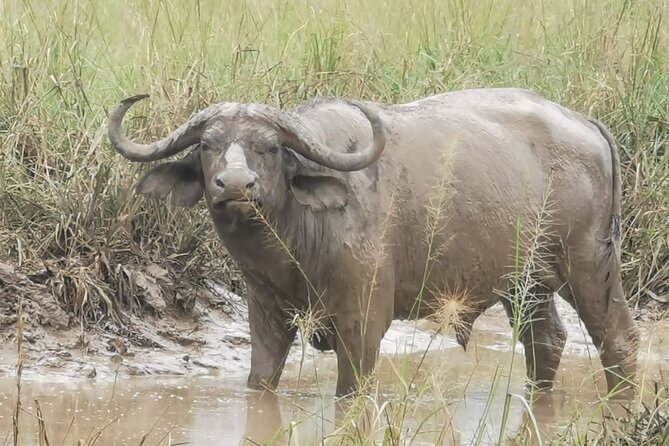 3 Days Murchison falls park Uganda - What the guide service adds