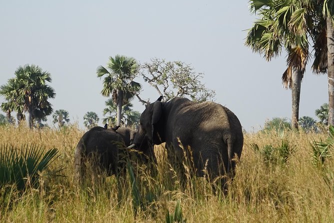 3 Days Murchison falls park Uganda - Who will enjoy this safari most