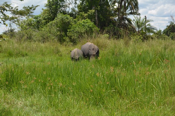 3-Days Murchison Falls Vacation Including Big 5 Sighting! - Day 1: the long road from Entebbe to Murchison Falls