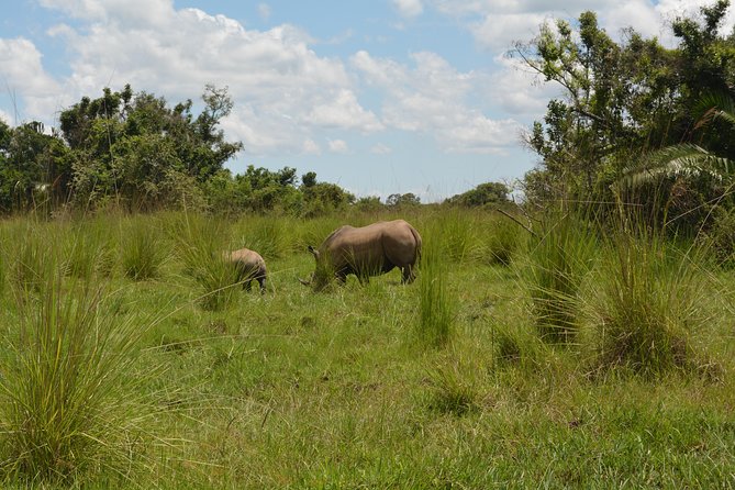 3-Days Murchison Falls Vacation Including Big 5 Sighting! - How good are the Big Five chances?