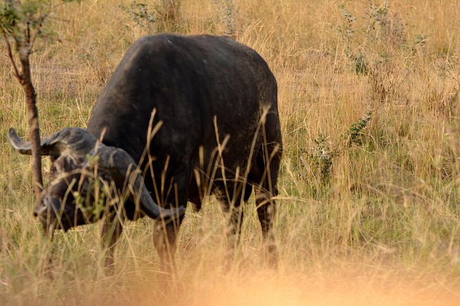 3 Days Murchison Falls Wildlife Safari - Key points to know before booking