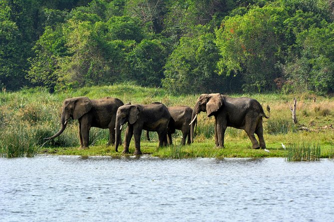 3 Days Murchison Falls Wildlife Safari - Why this safari works in only three days