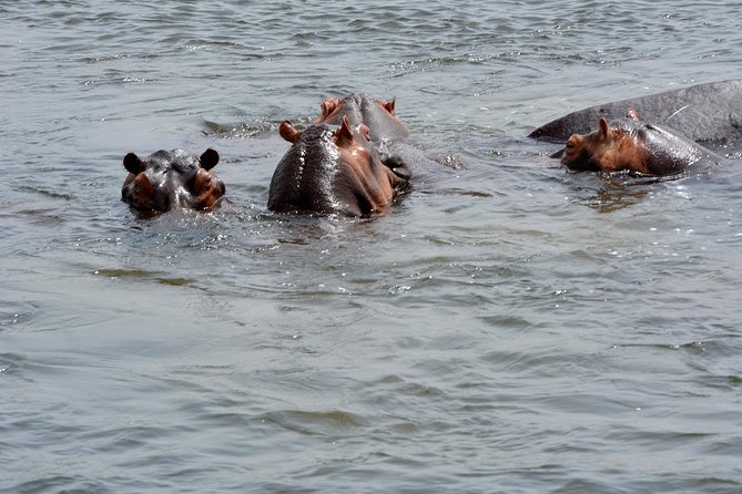 3 Days Murchison Falls Wildlife Safari - What is included in the $2,280 price