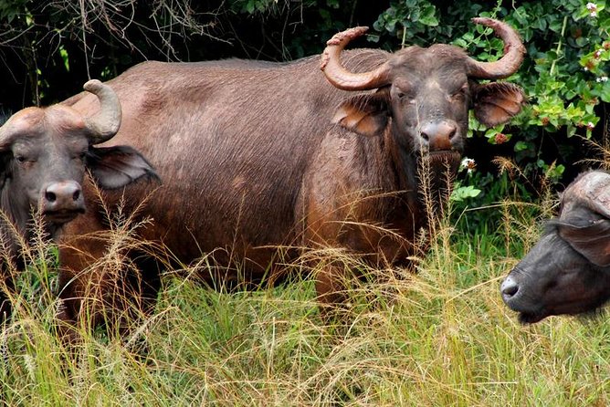 3 Days Murchison Falls Wildlife Safari - Practical details that matter