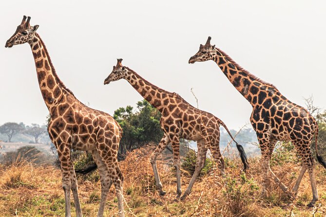 3 Days Private Tour in Murchison Falls National Park - Who will enjoy this safari most