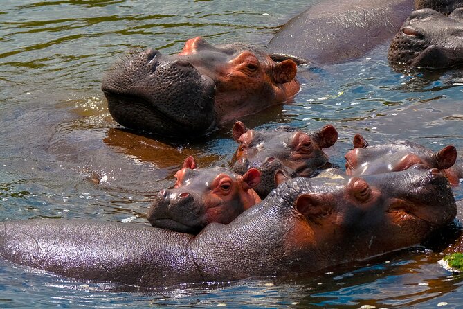 3 Days Private Tour in Murchison Falls National Park - Booking details worth noting