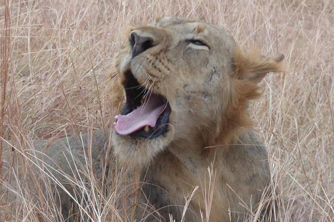 3 days Queen Elizabeth National Park Uganda Safari - Day 3: a short final game drive before Kampala