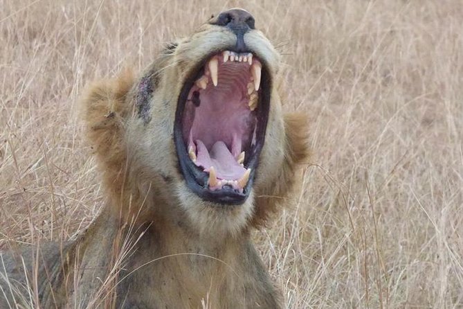 3 days Queen Elizabeth National Park Uganda Safari - Day 2: a slower look at wildlife by the channel