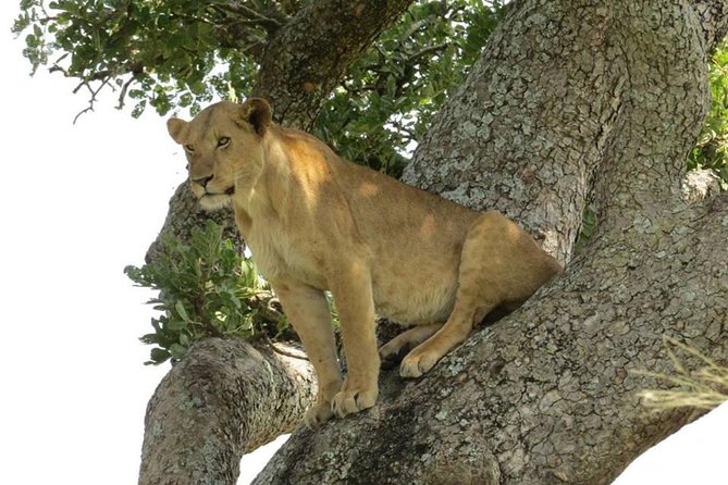 3-Days Safari to Murchison Falls National Park with Rhino Sanctuary hike - Day three: Budongo Forest and the long return to Entebbe