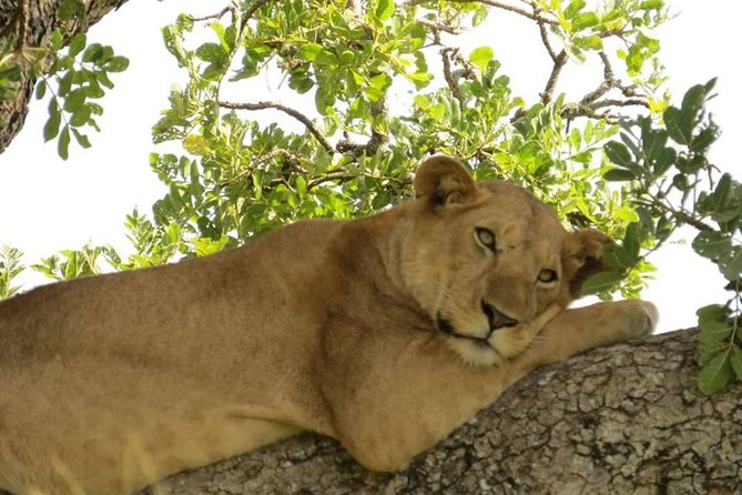 3-Days Safari to Murchison Falls National Park with Rhino Sanctuary hike - Should you book it?
