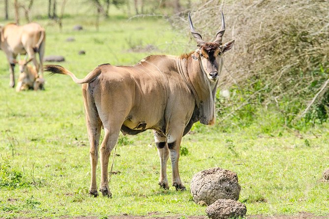 3-Days Safari to Murchison Falls National Park with Rhino Sanctuary hike - Day two: game drives and the Nile below the falls