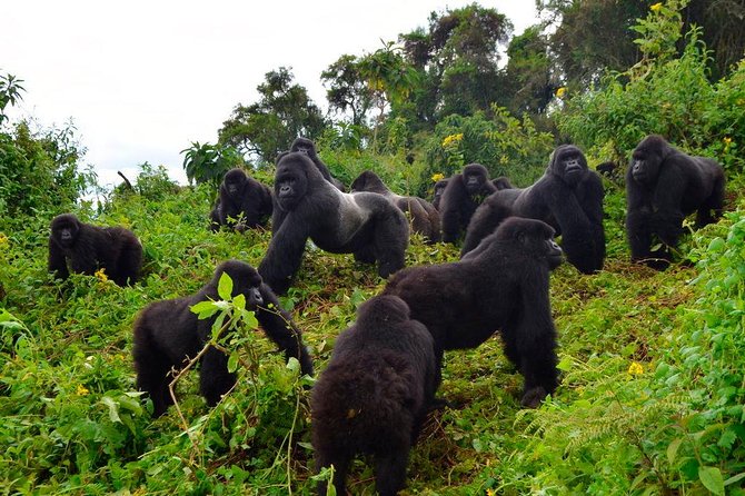 3 days Uganda Gorilla safari tour with relaxation on Lake Bunyonyi - Day 1: Entebbe to Bwindi by way of the Equator