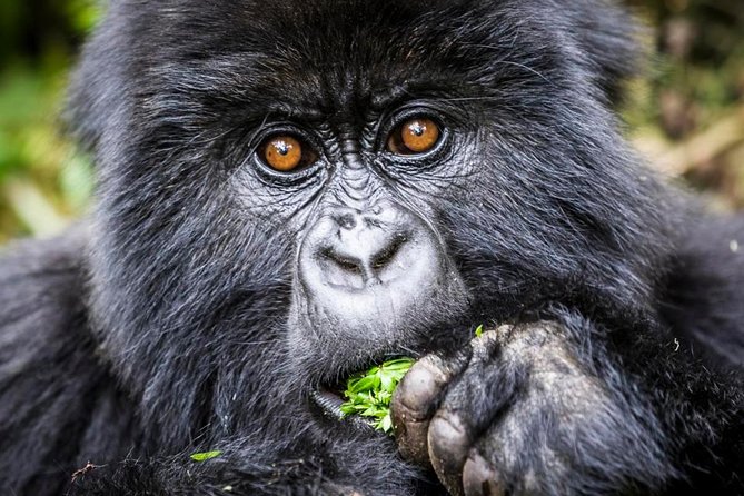 3 days Uganda Gorilla safari tour with relaxation on Lake Bunyonyi - Why the Lake Bunyonyi stop improves the safari