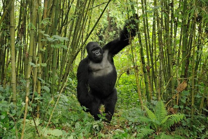 3 days Uganda Gorilla safari tour with relaxation on Lake Bunyonyi - Day 3: Breakfast, swimming, and the road to Entebbe