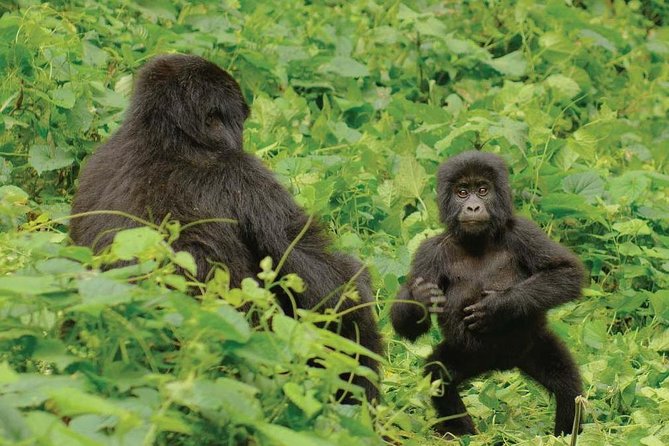 3 days Uganda Gorilla safari tour with relaxation on Lake Bunyonyi - Who will enjoy this three-day safari