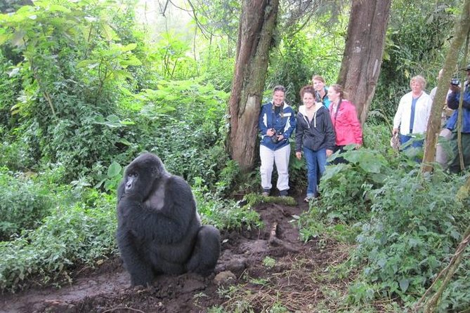 3 days Uganda Gorilla safari tour with relaxation on Lake Bunyonyi - Day 2: The gorilla trek and the move to Lake Bunyonyi