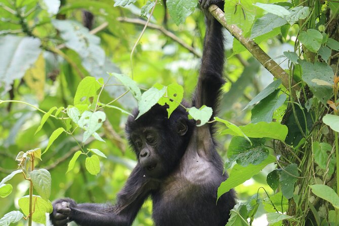 3 Days Uganda Gorilla trek Safari Tour - Why Bwindi makes the long journey worthwhile