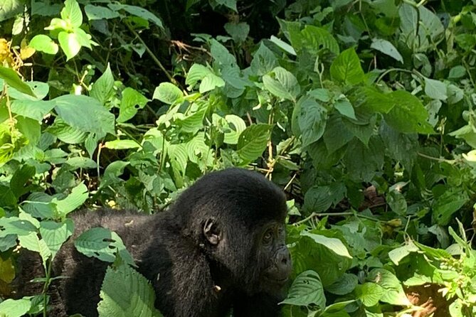 3 Days Uganda Gorilla trek Safari Tour - Day 1: Kampala, the Equator, and the road to Bwindi