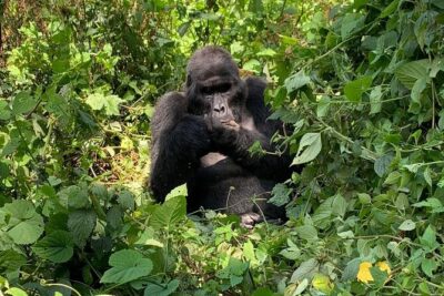 3 Days Uganda Gorilla trek Safari Tour