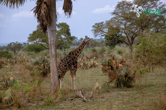 3 Days Wild Tour Queen Elizabeth National Park Safari Uganda - Why Queen Elizabeth National Park works for a short safari