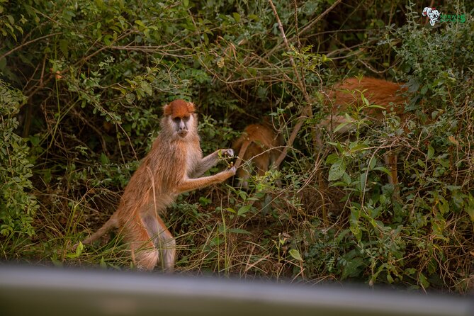 3 Days Wild Tour Queen Elizabeth National Park Safari Uganda - The Kazinga Channel: the strongest half-day of the trip