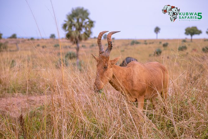3 Days Wild Tour Queen Elizabeth National Park Safari Uganda - What the private format really adds