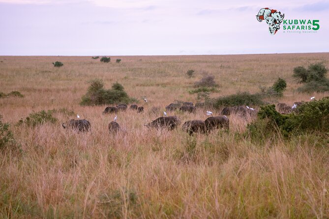 3 Days Wild Tour Queen Elizabeth National Park Safari Uganda - Is $1,300 per person good value?