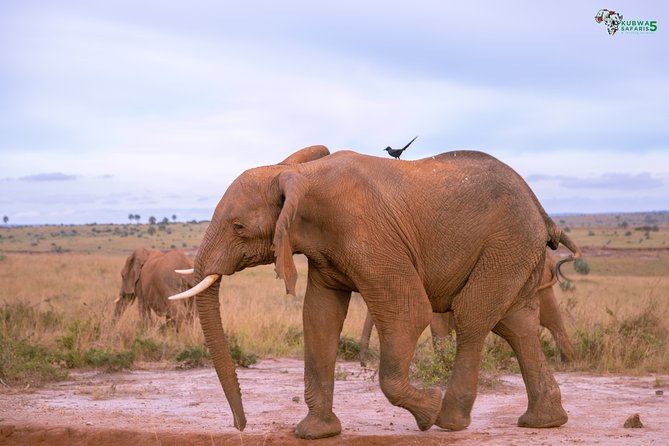 3 Days Wild Tour Queen Elizabeth National Park Safari Uganda - Day 2: The long road to the park and an evening game drive