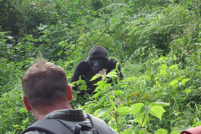 4-Day Gorilla & Chimpanzee Trekking Luxury Fly-in Tour in Uganda - Day one: flying to Kasese and entering Kibale