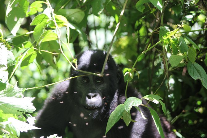 4 Day Gorilla Trekking & Golden Monkeys - Day 2: gorilla trekking in Bwindi